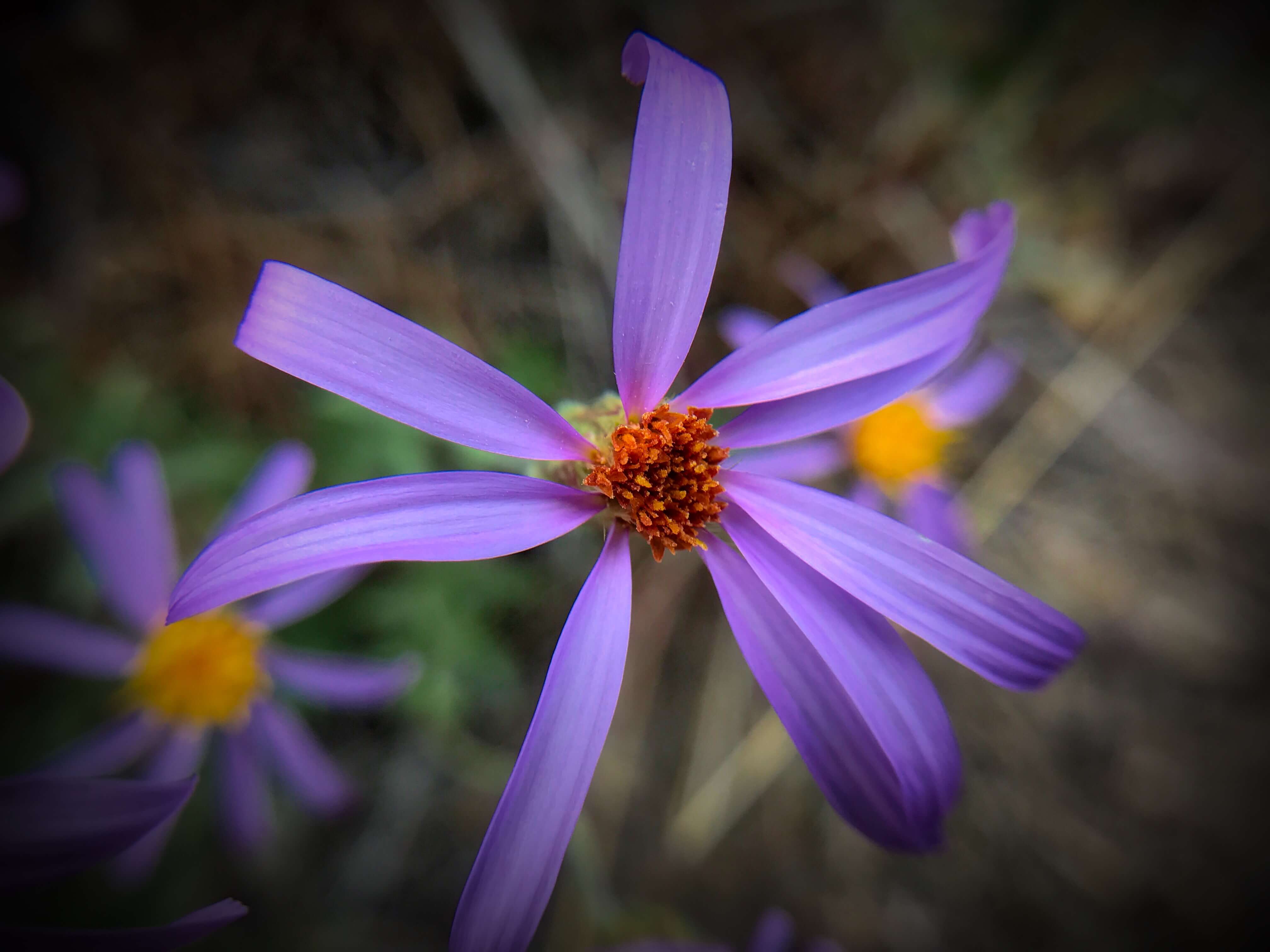 Why I Like the Color Purple